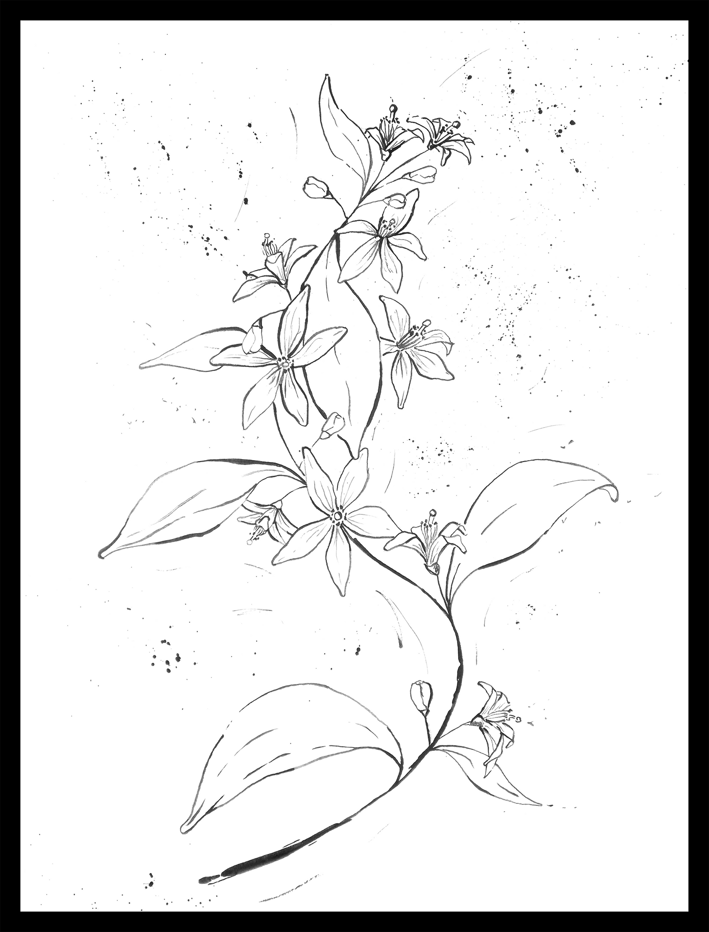 Flor de azahar tinta china