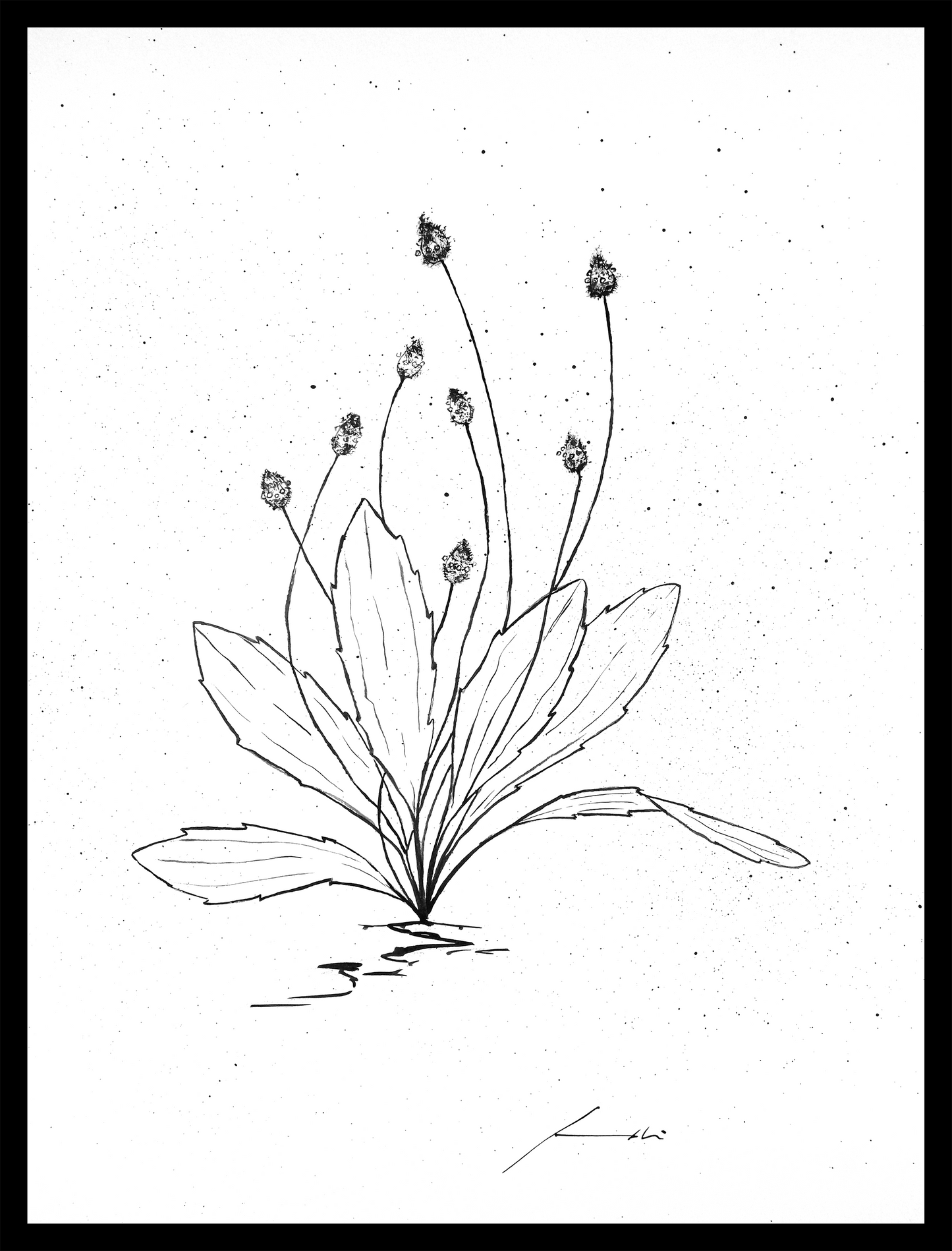Llantén tinta china