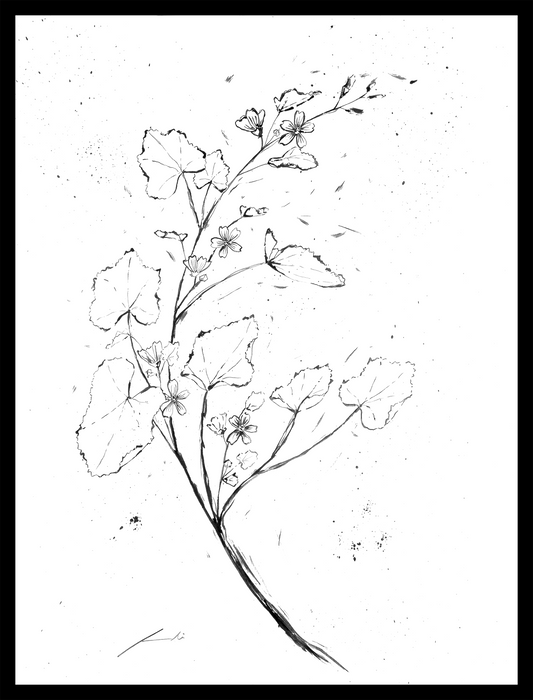 Malva tinta china