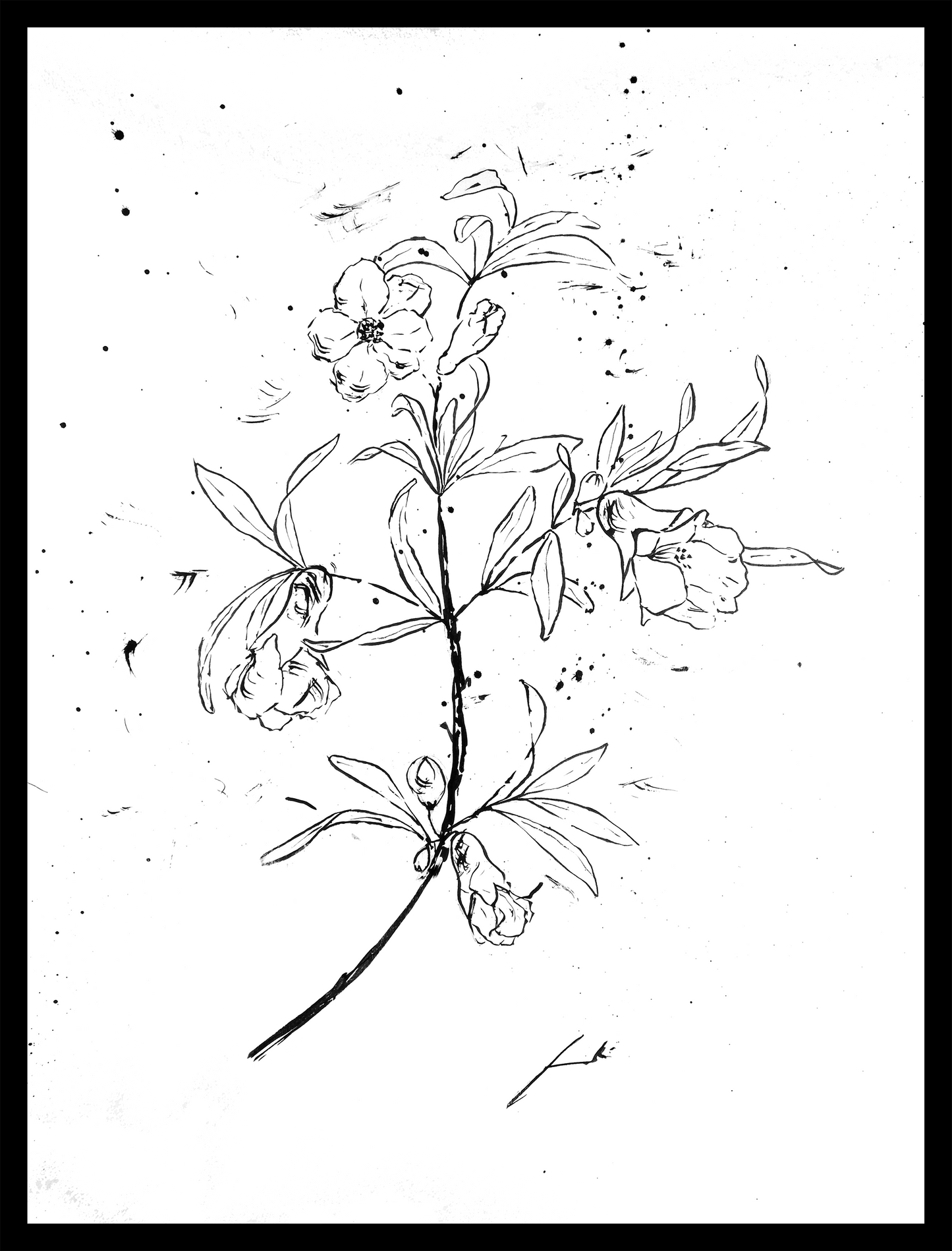 Mangraner tinta china