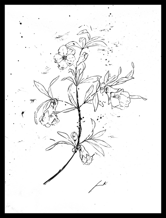 Mangraner tinta china